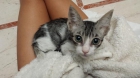 Precioso gatín de 1 mes y medio en adopción - mejor precio | unprecio.es