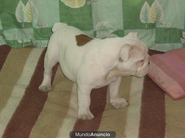 bulldog ingles, 2machos y 1 hembra,excelentes.