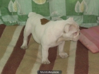 bulldog ingles, 2machos y 1 hembra,excelentes. - mejor precio | unprecio.es