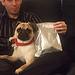 cachorros pug