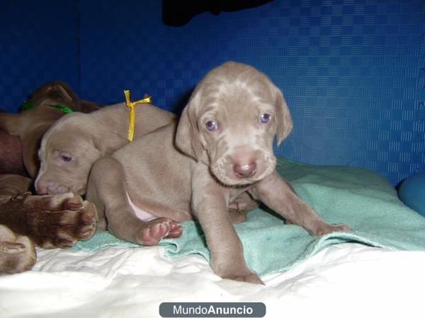 CACHORROS WEIMAR CAZA