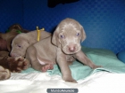 CACHORROS WEIMAR CAZA - mejor precio | unprecio.es