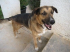 MACHO CRUCE PASTOR ALEMAN EN ADOPCION - mejor precio | unprecio.es