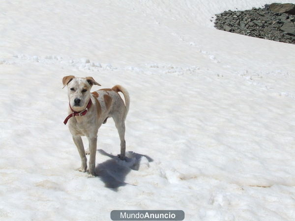 Regalo perro
