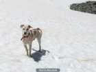 Regalo perro - mejor precio | unprecio.es