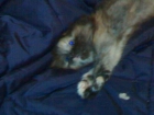 VENDO HERMOSA GATITA PERSA EXOTICA COLOR TORTI - mejor precio | unprecio.es