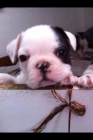 Excelente camada de Bulldog Francés - mejor precio | unprecio.es