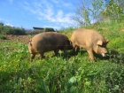 Cerdos Ibéricos - mejor precio | unprecio.es