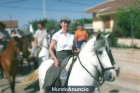 BUEN CABALLO - mejor precio | unprecio.es