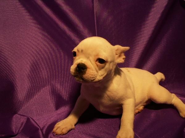 BULL DOG FRANCES perfectos