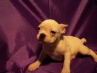 BULL DOG FRANCES perfectos - mejor precio | unprecio.es