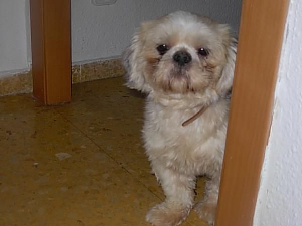 Busco novia Shih tzu