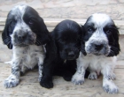 Cocker - mejor precio | unprecio.es
