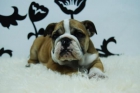 hembras y machos de bull dog ingles.2meses! buena calidad - mejor precio | unprecio.es