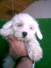 MALTES, excelentes cachorros machos y hembras - mejor precio | unprecio.es