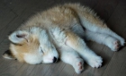precioso cachorro de Siberian Husky, - mejor precio | unprecio.es