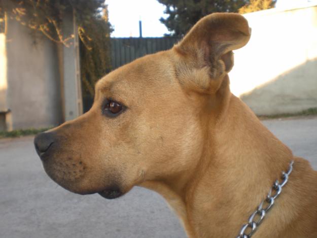 Pit bull en adopción en Granada