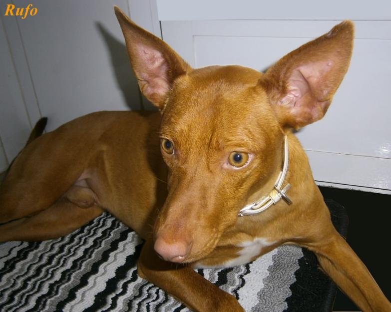 Podenquito cachorrón 9 meses, precioso