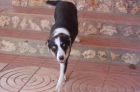 --ADOPTA A GALA-Preciosa x BORDER COLLIE - mejor precio | unprecio.es