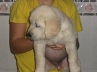 CACHORROS GOLDEN RETRIEVER (280 ) - mejor precio | unprecio.es