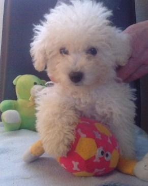 EXCELENTES CACHORRITOS DE CANICHE ENANO