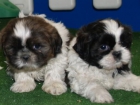 Shih-tzu, una camada impresionante - mejor precio | unprecio.es