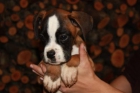vendo boxer precioso - mejor precio | unprecio.es