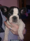 vendo cachorros de bulldog francés - mejor precio | unprecio.es