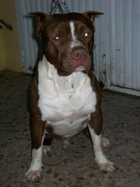 American Staffordshire próxima camada