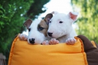 Camada de Bullterrier, muy buen precio - mejor precio | unprecio.es