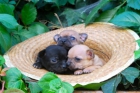 CHIHUAHUA CON 2 MESES EXCELENTES EJEMPALRES FOTOS REALES - mejor precio | unprecio.es