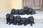 Impresionante Camada de Labrador Chocolate - mejor precio | unprecio.es