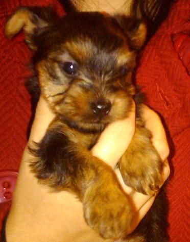 PRECIOSA CACHORRITA YORKSHIRE TERRIER 500