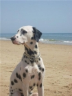 Se ofrece macho dalmata legítimo con 1 año para monta - mejor precio | unprecio.es