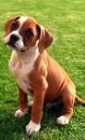 Se vende cachorros de Boxer - mejor precio | unprecio.es