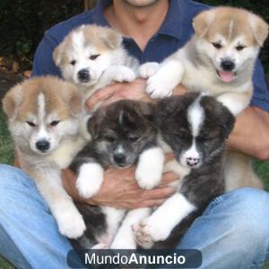 Se  vende camada Akita Inu ¡Garantía!