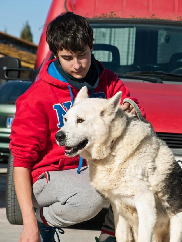 Bonsai , preciós husky tranquilo en adopción