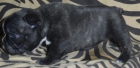 Bulldog Frances - mejor precio | unprecio.es