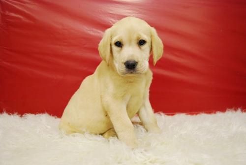 Camada de Labrador retriever, cachorros en venta , con Pedigre Loe ( rsce )