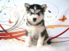 HUSKY SIBERIANO CACHORRITOS DE CALIDAD CON PEDIGREE - mejor precio | unprecio.es