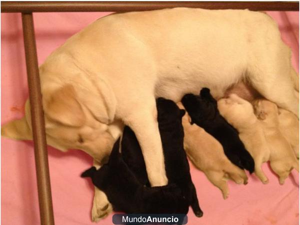 LABRADORES RETRIEVERS, Excelnte camada, raza pura.