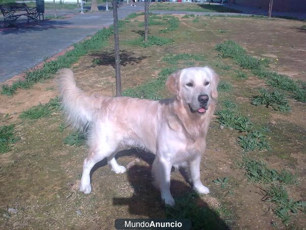 presto golden MACHO para monta