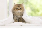 ULTIMO GATO PERSA ATIGRADO DE REVISTA - mejor precio | unprecio.es