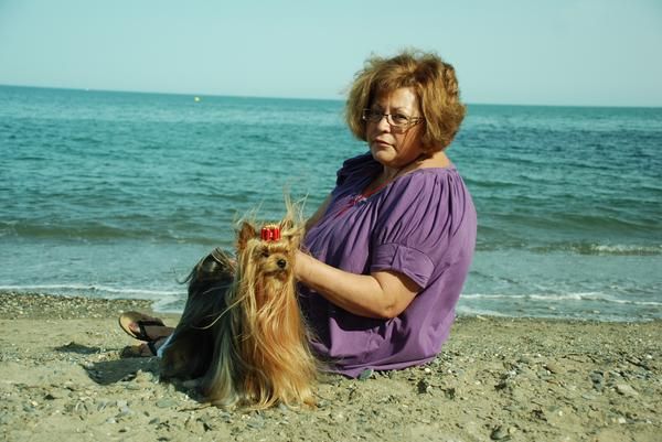 yorkshire terrier Alta selccion