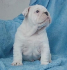 Bulldog ingles - mejor precio | unprecio.es
