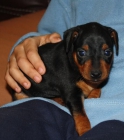Cachorros de MINI PINSCHER con pedigree de la RSCE - mejor precio | unprecio.es
