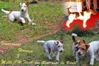Cachorros Jack Russell de linea australiana - mejor precio | unprecio.es