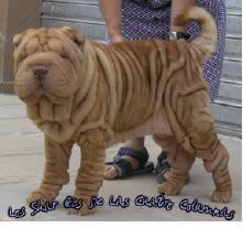 cachorros shar-peis