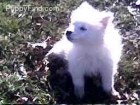 Dios envió a samoyedo cachorro - mejor precio | unprecio.es