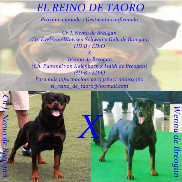 Excelente camada de Rottweiler